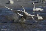 Tundra Swan Dispute