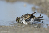 Savannah Sparrow - Bath Time