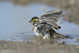 Savannah Sparrow - Bath Time
