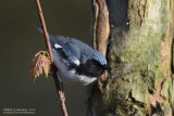 Black-throated Blue Warbler