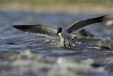 Laughing Gull