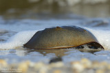 Horseshoe Crab