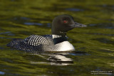 Common Loon