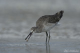 Willet With Lunch