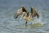 Brown Pelican Take Off