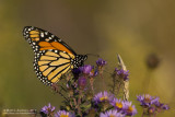 Monarch Butterfly