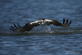 Osprey - Dive Recovery (but no fish)