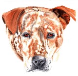 Pete - watercolor, 8 x 10