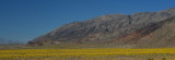 Death Valley blooming!