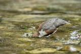 Immersione del merlo acquaiolo