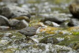 Merlo acquaiolo