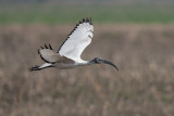 Ibis sacro 