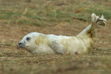 Piccolo foca grigia - acrobazie 