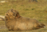 Mamma Foca