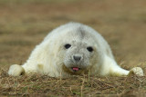 Cucciolo di foca grigia