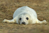 Piccolo di foca grigia
