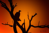 Grifone dorsobianco africano  al tramonto - Gyps africanus