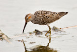 Stilt Sandpiper
