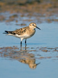Bairds Sandpiper