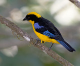 Blue-winged Mountain-Tanager