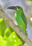 Crimson-rumped Toucanet