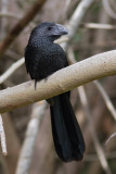 Groove-billed Ani