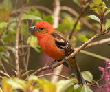 Flame-colored Tanager