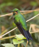 Green-crowned Brilliant