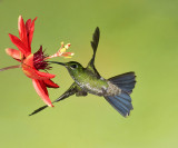 Green-crowned Brilliant