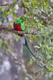 Resplendent Quetzal