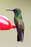 Stripe-tailed Hummingbird