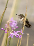 Volcano Hummingbird