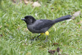 Yellow-thighed Finch