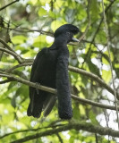 Long-wattled Umbrellabird