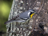 Yellow-throated Warbler