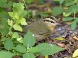 Worm-eating Warbler