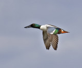 Northern Shoveler