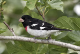 Rose-breasted Grosbeak