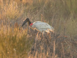 Jabiru