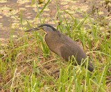 Bare-throated Tiger-Heron