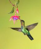 Fiery-throated Hummingbird