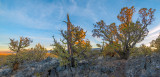 Juniper_Panorama