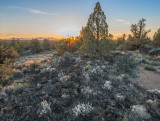 Granite Gilia sunset