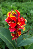 Canna generalis Lucifer