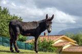 Burro