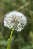 Diente de len (Taraxacum officinale)