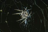 Araña