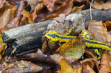 Salamandra comn