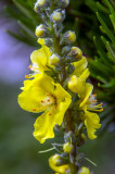 Gordolobo bastardo (Verbascum phlomoides)