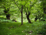 Senda entre &#225;rboles